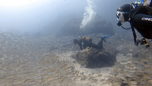 marine reserve canary islands spain