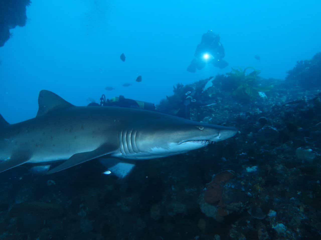 bucket list diver australia scuba diving ningaloo reef