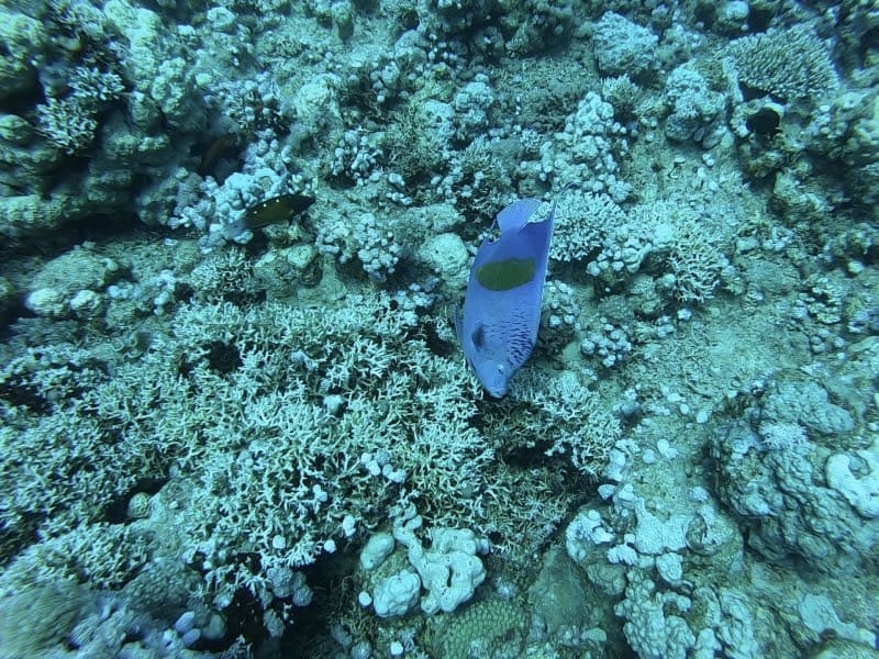 scuba diving eilat israel