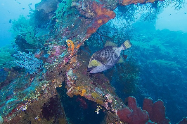 liberty wreck best diving in indonesia dive sites