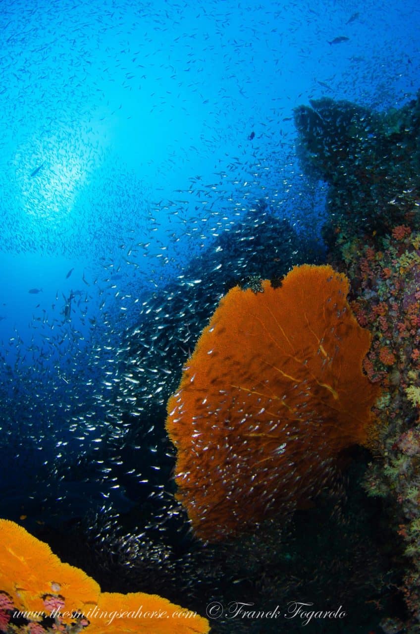 diving mergui archipelago burma liveaboard