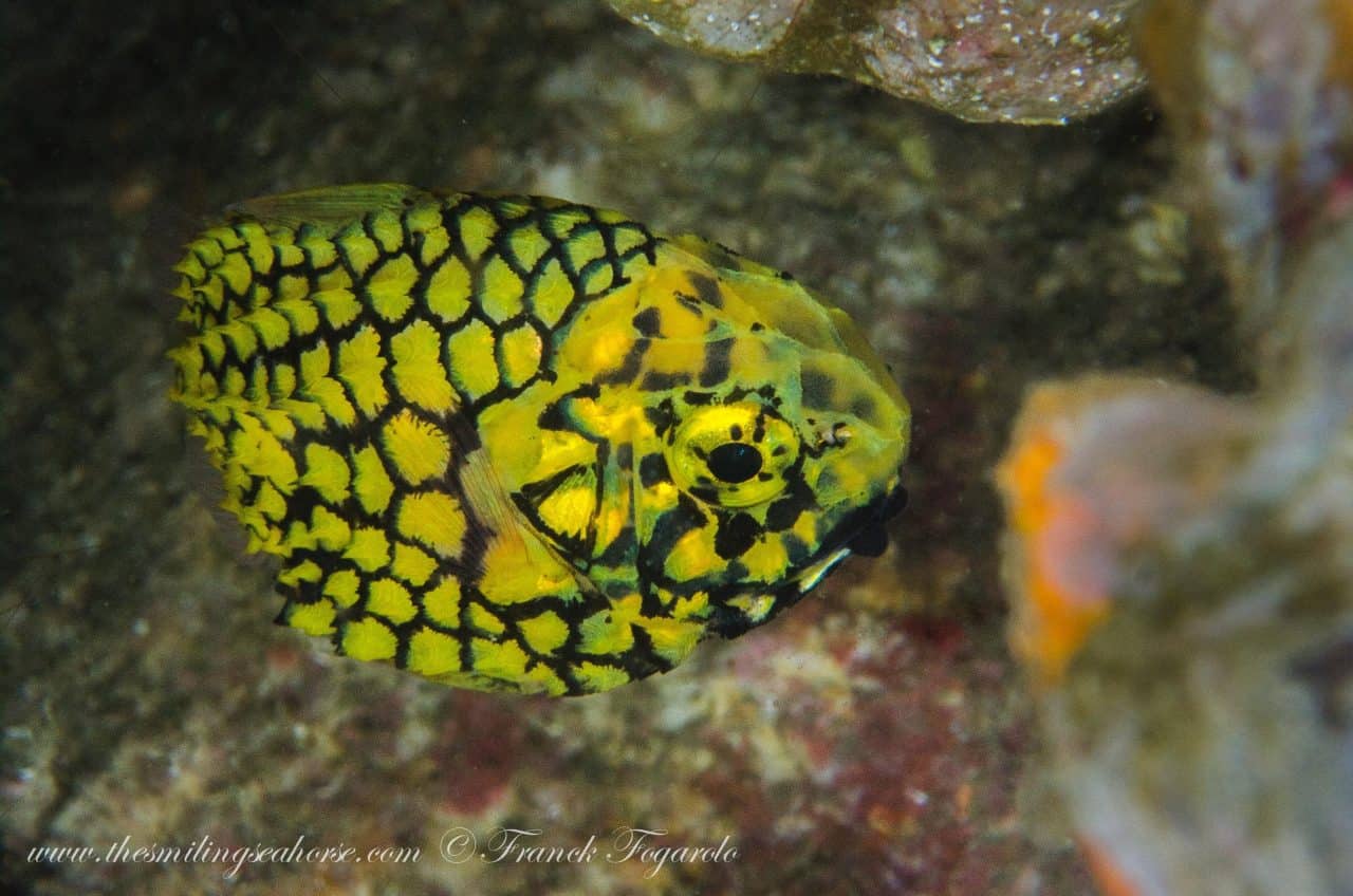 diving mergui archipelago burma liveaboard