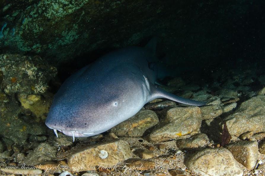 diving mergui archipelago burma liveaboard