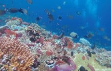 bunaken best diving in indonesia dive sites